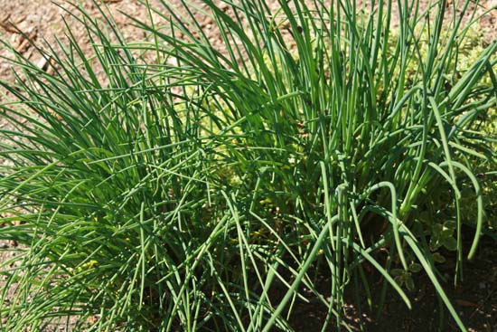 growing-chives